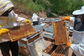 Bitlisli Kadınlar 7 Kovanla Başladıkları Arıcılıkta 100 Kovana Ulaştı