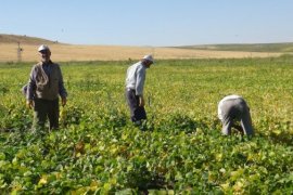 Tatvan’daki Çiftçiler Kuru Fasulye Hasadına Başlandı