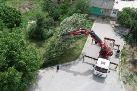Tatvan'da Polen ve Pamukçuk Üreten Kavak Ağaçları Kesiliyor