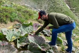 Bitlis’te Yetişen Yayla Muzu’na Yoğun İlgi