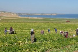 Tatvan’daki Çiftçiler Kuru Fasulye Hasadına Başlandı