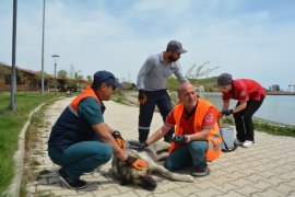 Tatvan’daki Sokak Hayvanlarına Yönelik Aşılama Çalışmaları Yapıldı