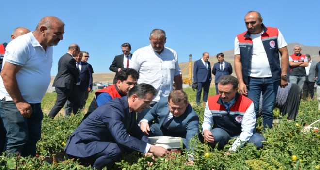 Bitlis'te Domates Hasadı Başladı