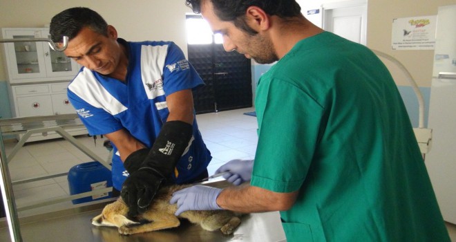 Tatvan’da bulunan yaralı tilki tedavi altına alındı
