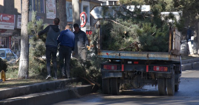 Tatvan’da Park ve Bahçelerden Ağaç Budama Çalışmaları