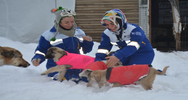 Üşüyen köpeklere elbise giydirdiler