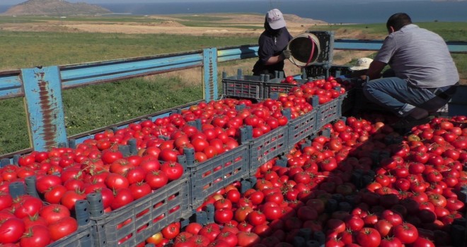 Tatvan’da Bu Yıl 17 Bin 200 Dönüm Domates Ekildi