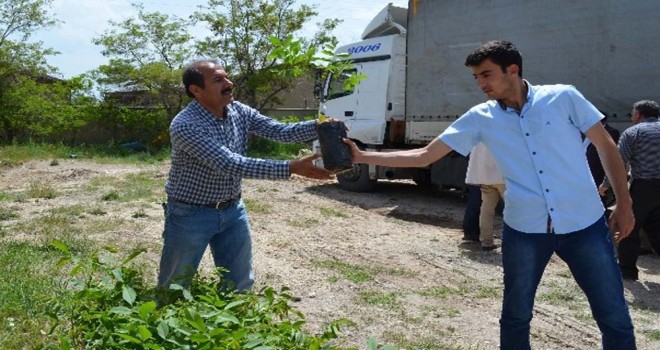 Adilcevaz’da 4 bin 700 adet sertifikalı ceviz fidanı dağıtıldı