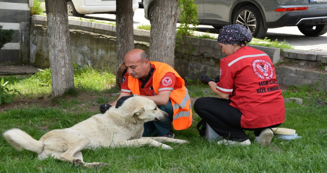 Tatvan’daki Sokak Hayvanlarına Yönelik Aşılama Çalışmaları Yapıldı