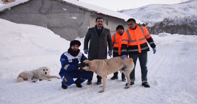 Tatvan’daki hayvanlar için doğaya 1000 kilogram yem bırakıldı