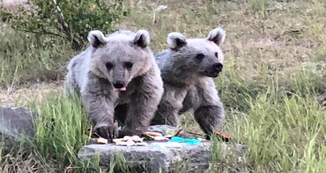 Nemrut Kalderası’ndaki bozayı yavruları çöpten besleniyor