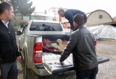 Eleşkirt’ten getirilen yaralı köpek Tatvan’da tedavi ediliyor