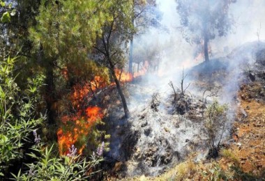Hizan'da çıkan yangında 3 bin dönüm orman kül oldu