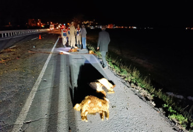Koyunlara Çarpan Sürücü Yaralandı, 12 Koyun Telef Oldu