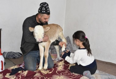 Yoncabaşı Köyü’nde Buzağıya Çorap Giydirip Biberonla Besliyorlar