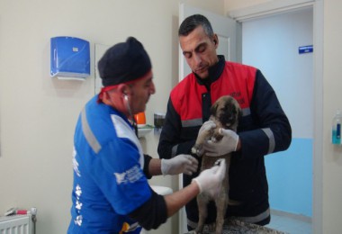 Tatvan’daki Sahipsiz Sokak Hayvanlarının Aşılı Olduğu Belirtildi