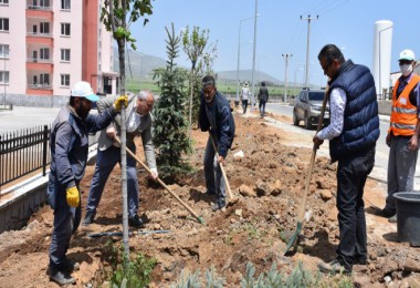 Tatvan’da 250 ağaç toprakla buluştu