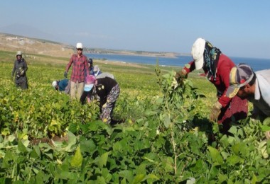 Tatvan’daki Çiftçiler Kuru Fasulye Hasadına Başlandı