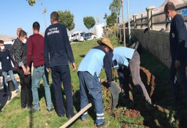 Tatvan Devlet Hastanesi Bahçesinde Top Akasya Dikimini Gerçekleştirildi