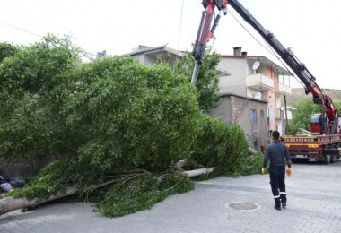 Tatvan'da Polen ve Pamukçuk Üreten Kavak Ağaçları Kesiliyor