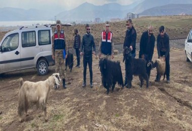 Bitlis’te Küçükbaş ve Arı Kovanı Çalan 4 Şüpheli Yakalandı