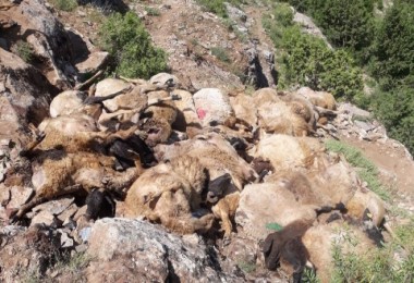 Tatvan’da uçurumdan atlayan 200 koyun telef oldu