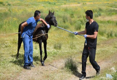 Yaralı at Tatvan’da tedavi altına alındı