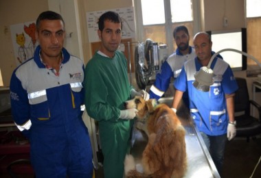Mardin’de yaralanan kedi ve köpekler Tatvan’da tedavi ediliyor