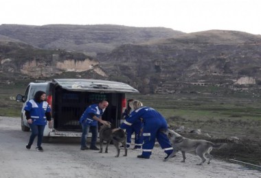 Tatvan Belediyesi Hayvan Kısırlaştırma ve Rehabilitasyon Merkezi bölgeye hizmet ediyor