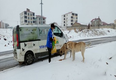 Tatvan’daki Sokak Hayvanları Unutulmadı