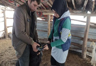 Bitlis’te Hayvan Yetiştiriciliği Kayıt ve İzleme Faaliyetleri Devam Ediyor
