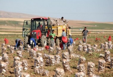 Ahlat’ta 160 bin ton patates üretildi