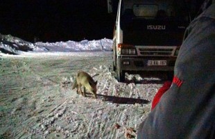 Bitlis’te karnı acıkan tilki lokantanın kapısına dayandı