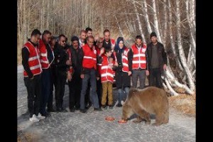 Nemrut’taki ayılar kavurma ile beslendi - Bitlis Bülten