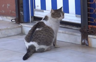 Doğum sancısı tutan kedi aile sağlığı merkezinin kapısına dayandı