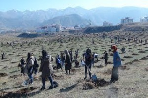 Bitlis’te fidan dikimine büyük katılım - Bitlis Bülten