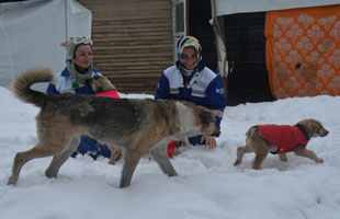 Üşüyen köpeklere elbise giydirdiler